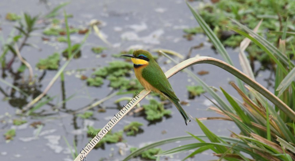 LittleGreenBeeEater_SG
