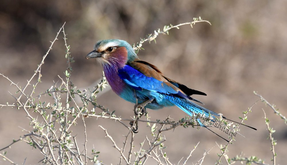 Lilac breasted roller_SG