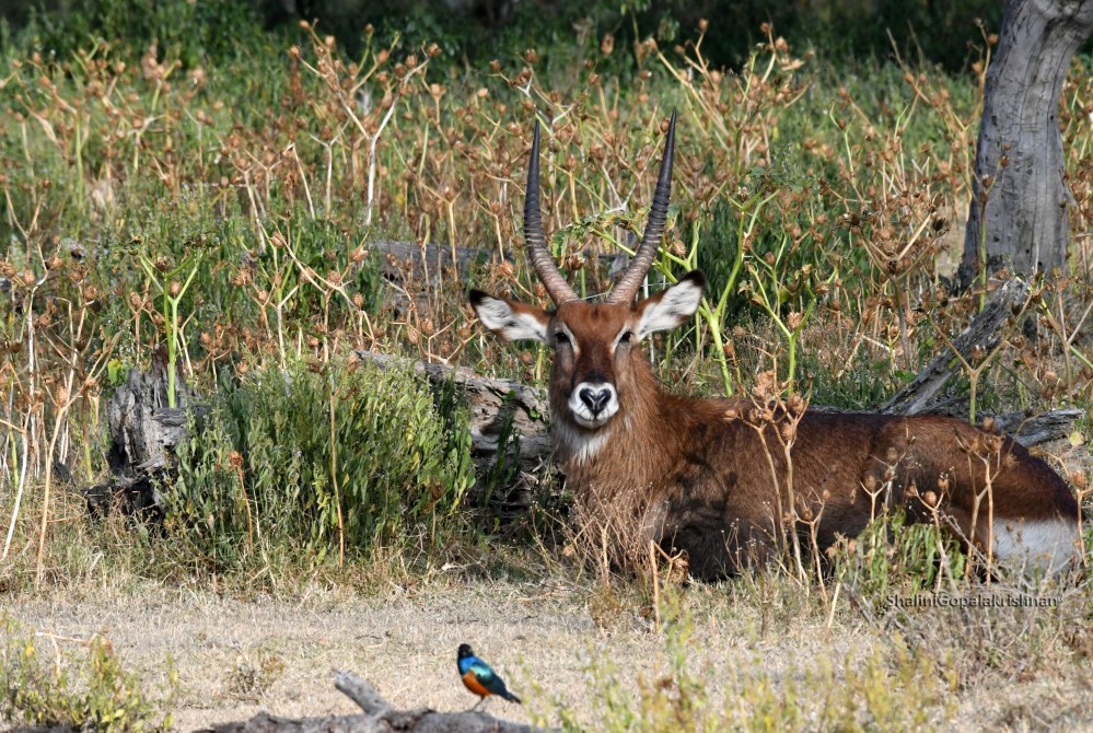 Waterbuck2