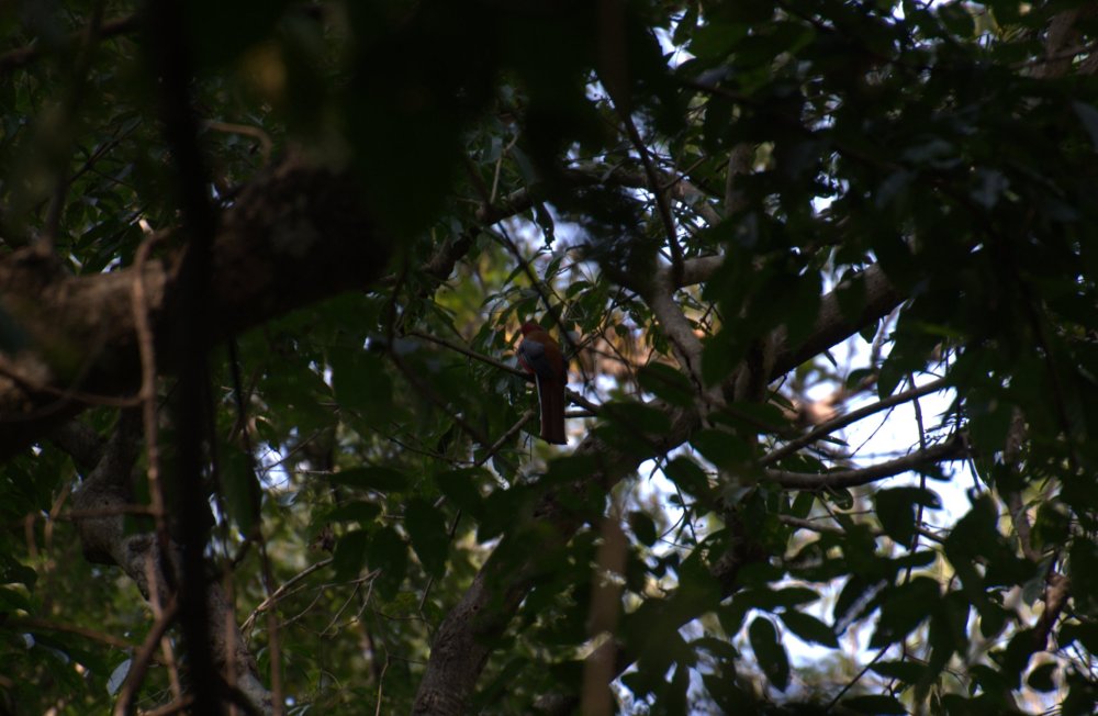Phantom of the East - the Red-headed Trogon