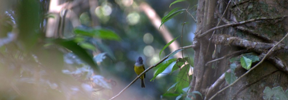 Grey-headed Canary Flycatcher